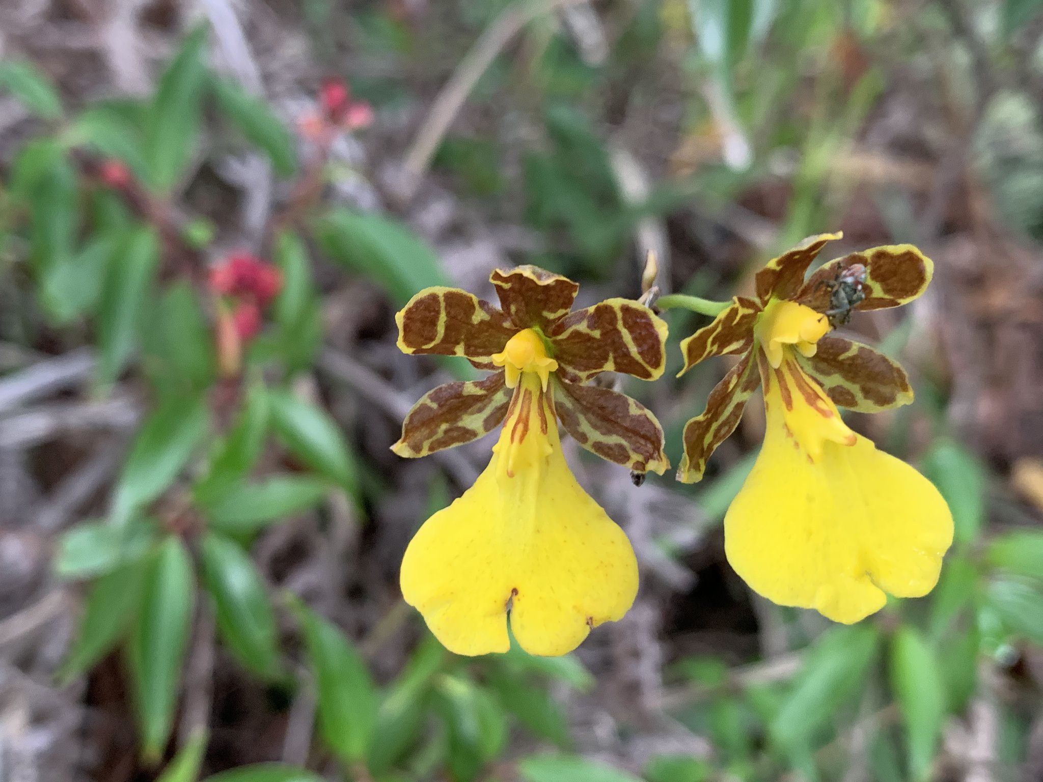 Oncidium graminifolium